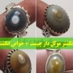 موکل دار 1 موکل دار