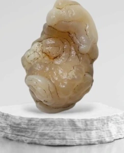 زوعه مار اصل تصویردار کم نظیر و ارزشمند