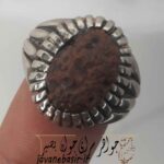 انگشتر زوعه مار جنگلی