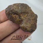خرید سنگ زوعه مار درشت و اصل