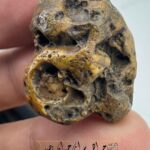 زوعه مار طبیعی بکر و دستنخورده