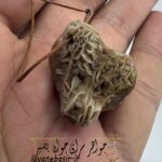 خرید گردنبند زوعه مار اصل با چهره خفته