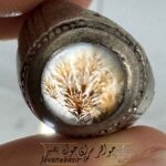 انگشتر شجر تک درخت