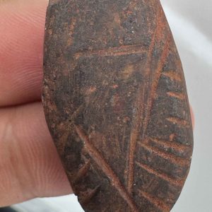 هبهاب سرخ آفریقایی نماد چهره