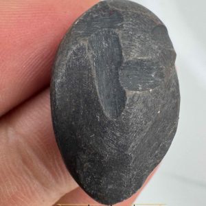 مهره هبهاب سیاه آفریقا