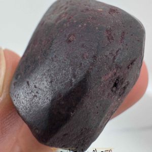 هبهاب خونی مغربی به صورت راف