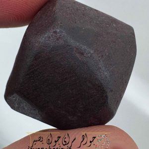 هبهاب خونی مغربی به صورت راف